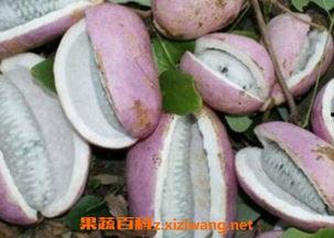 新娘子吃八月瓜视频,新娘子品尝八月瓜，传统美食增添喜气氛围